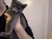 Två rara kattungar