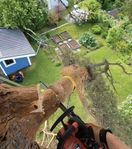 Trädfällning och beskärning i Västernorrland