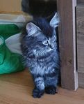 kattunge 