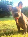 leveransklar fransk bulldogg valp