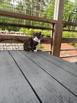 Underbara kattungar