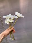 Gerbera Blommor