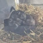 Gerbil ungar från egen uppfödning