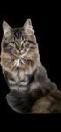 Maine coon kattungar