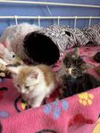 Snart leveransklara Maincoon/Ragdoll korsning ungar