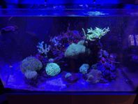 Red Sea Reefer 250