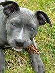 American bully XL 