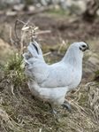 Hedemora avelsägg och kycklingar