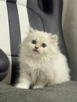 Ragdoll nu redo för nya hem