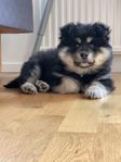 Valp finsk lapphund söker nytt hem 