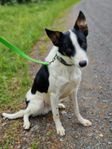 1årig Border Collie hane