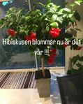 Hybiskus planta 