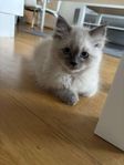 Ragdoll kattunge