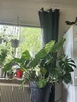 monstera