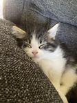 Maine coon/Norsk skogkatt