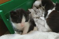 Kattungar