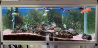 Akvarium 310 liter