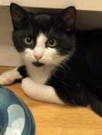 Astor söker hem som innekatt