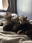 kattungar