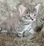 kattungar