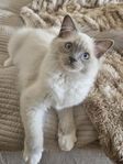 ragdoll kattunge 