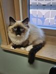 Ragdoll/Huskatt unge