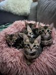 Bengal kattungar