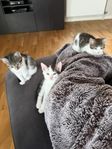 kattungar