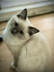Ragdoll med stamtavla. 