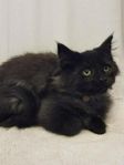 underbar kille Maine coon
