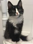 Supersöt kattunge semilånghårig