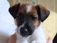 Foxterriervalpen Gia