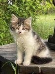 Kattunge Norsk skogskatt /huskatt blandning