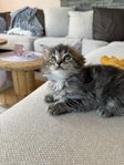 Mainecoon blandisar 