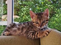 Bengal kattunge hona