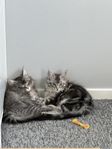 Maine Coon med stamtavla efter hälsotestade föräldrar 