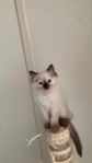Ragdoll kattunge 
