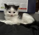 Kattungar söker egna hem
