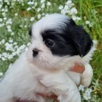 Shih tzu valp