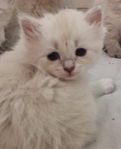 Neva Masquerade kattungar  Sibirisk katt