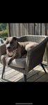 fodervärd söker till american bully tik