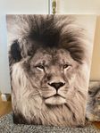 Canvastavla - Lion King