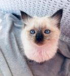 Ragdoll kattungar med stamtavla 