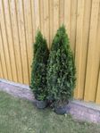 Thuja Smaragd 2st 