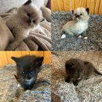Fyra underbara söta kattungar 