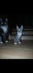 en kattunge hona 12 veckor