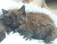 Blandras kattungar