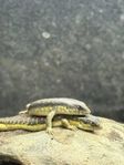 mandarinskinkar