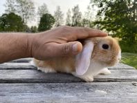 dvärgvädur kaninunge