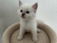 Söta ragdoll ungar